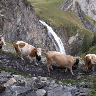 Alpabzug Entgsligenalp